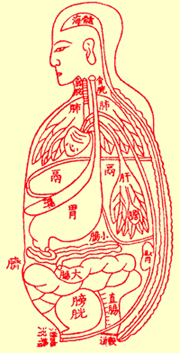 The 5 organs